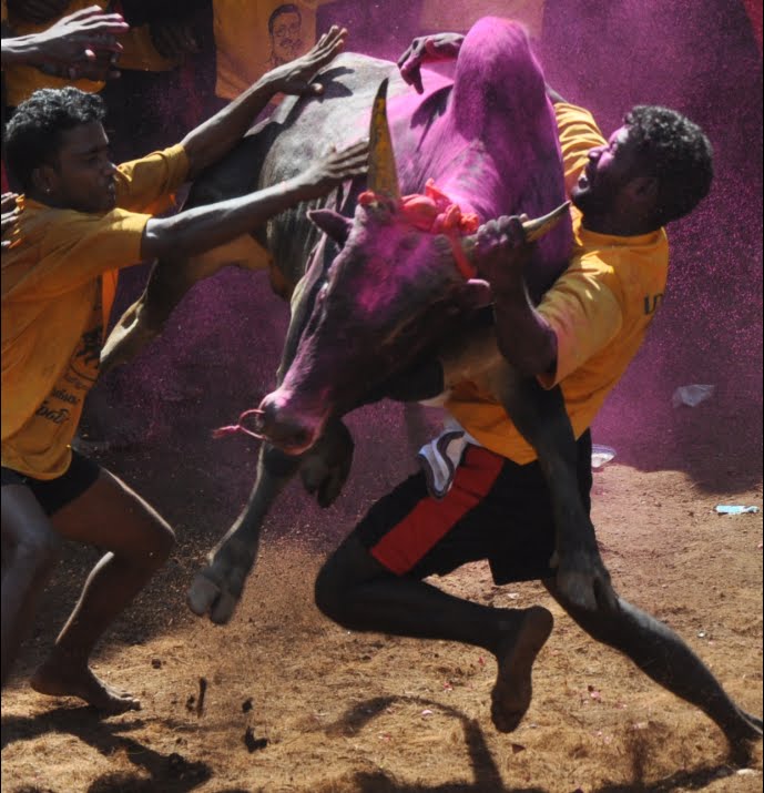 Bull taming at jallikattu, Allangur, India