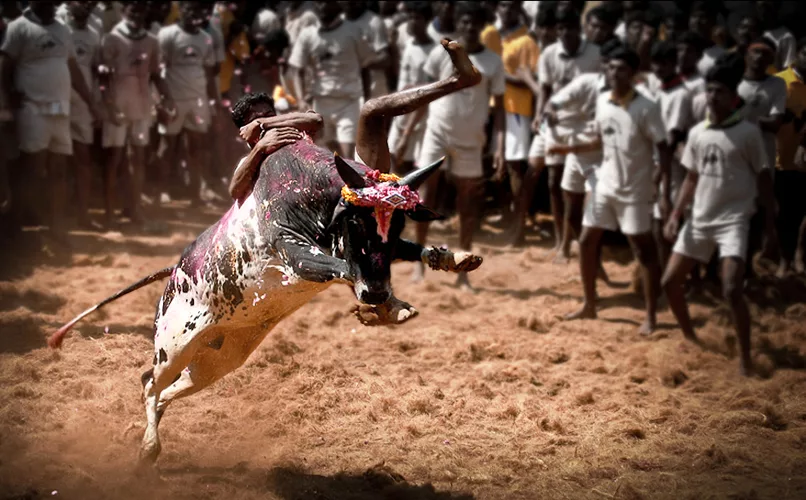A youth hanging onto a bull during jallikattu.