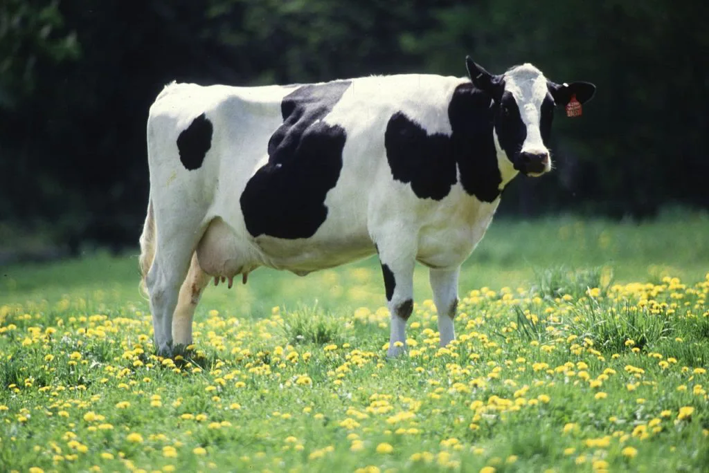 cow in a pasture