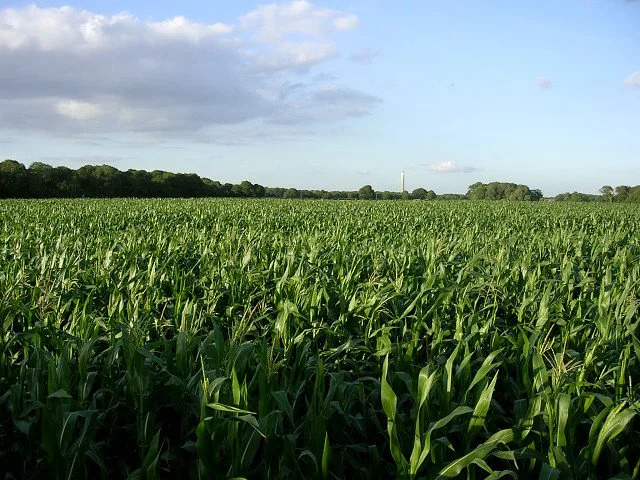 Green field with maize crop