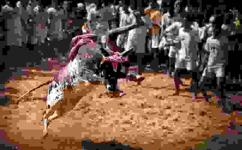 A youth hanging onto a bull during jallikattu.