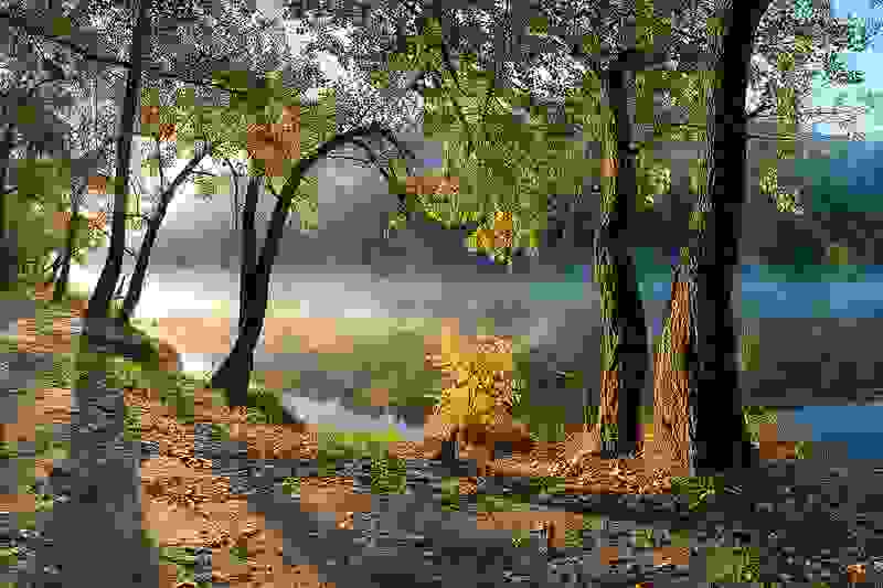 misty idyll forest ukraine